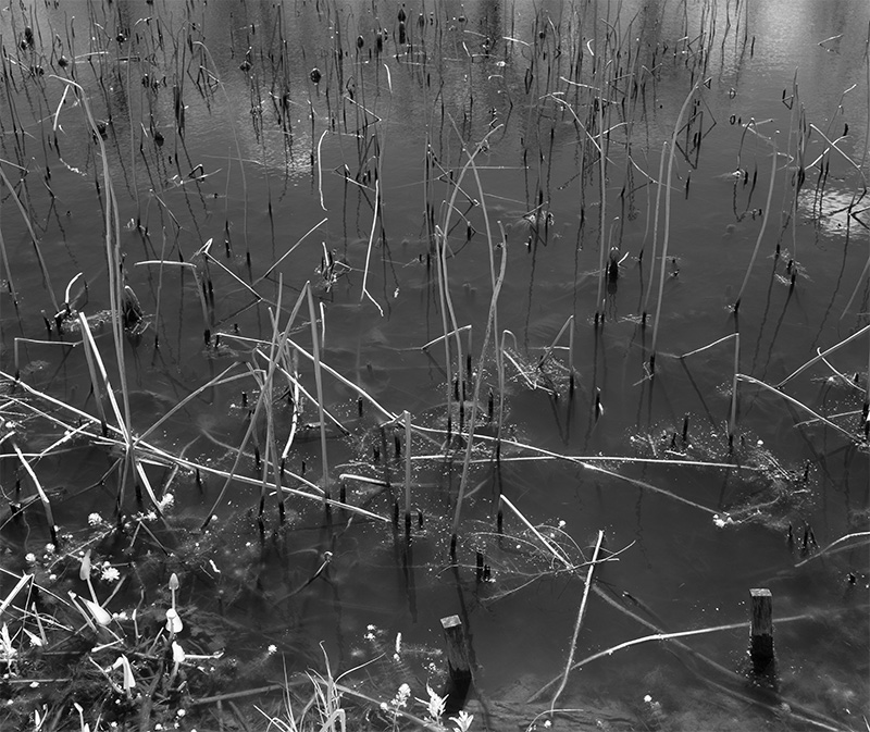 Infrared Photo of Dry Weeds in Wetland.